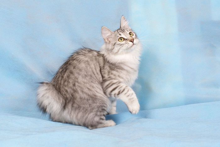 Американські селекціонери працювали над створенням куцохвостої кішки дикого типу вже 20-30 років, коли виявилося, що ось вона, є, тільки чекала своєї години