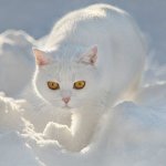 Породи білих кішок   завжди користувалися особливою популярністю