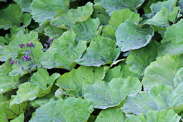 Лопух, або реп'ях, (Arctium) - відома рослина, ставлення до якого неоднозначне